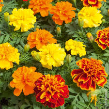 Rose d'inde, oeillet d'inde fleurs annuelle d'été, repousse les pucerons fleurs jaune orange rouge